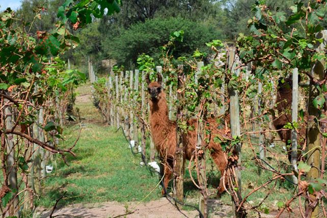 La Matilde, una joya rural en Córdoba con posada, bodega y experiencias de naturaleza