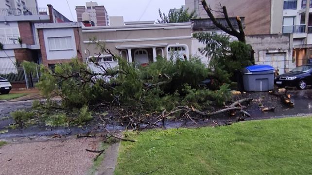 Temporal en Paraná provoca anegamientos y caída de árboles