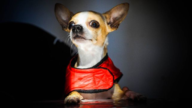 Un chihuahua con ropa se apoya arriba de una mesa