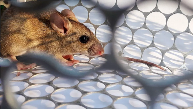 Un adolescente de Reconquista murió por hantavirus