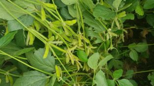 Las lluvias llegan a tiempo y mejoran las perspectivas para la soja temprana en el centro y norte de Santa Fe