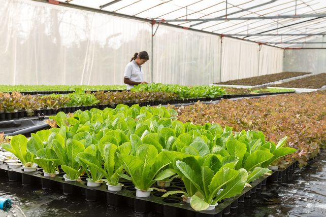 Desde un pueblo santafesino, exportan a Francia bioinsumos