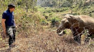 Un elefante reconoció en la selva al veterinario que le salvó la vida hace doce años
