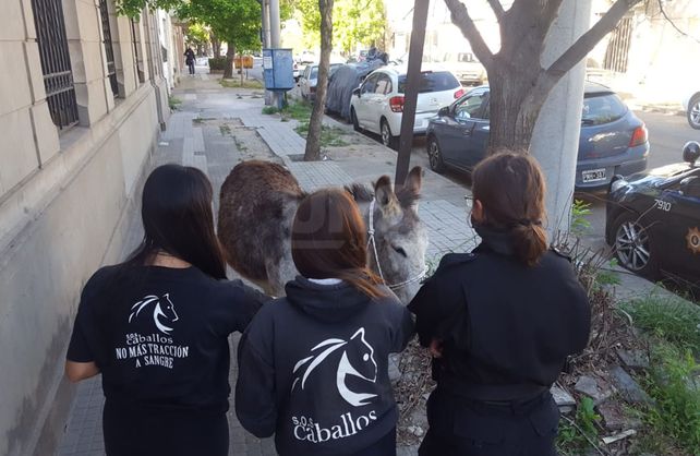 Personal de SOS Caballos le acercó alimento y agua