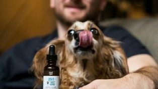 Crece fuerte en Estados Unidos el mercado de cannabis para las mascotas