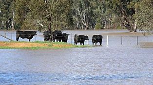Evacuaron el 80 por ciento de la hacienda en la provincia