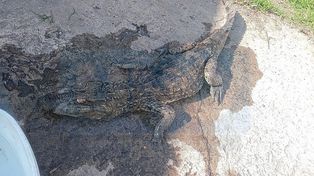 Extrañas mascotas: rescataron un yacaré y un carancho