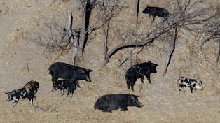 Un grupo de animales deambula en un rancho de Texas. Minnesota, Dakota del Norte, Montana y otros estados toman medidas para detenerlos.