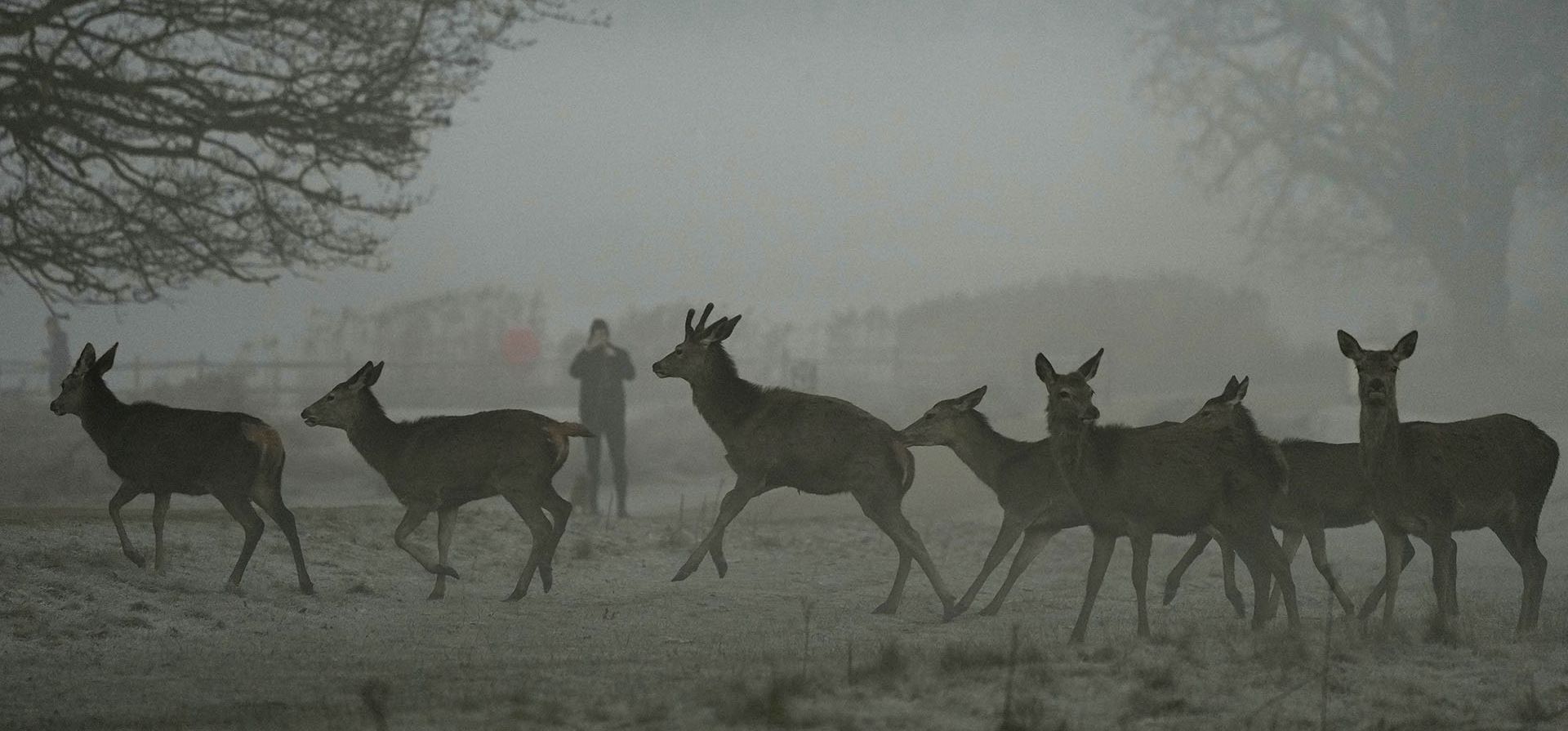 Un ciervo se mueve por Richmond Park en la niebla de la mañana en Londres, el miércoles 15 de febrero de 2023. (AP Photo/Frank Augstein)