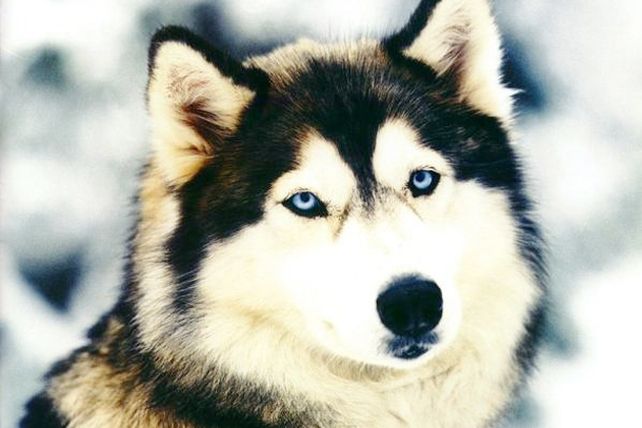 Un perrito arrulla a un bebé hasta que deja de llorar