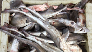 Semana Santa: piden no comprar una especie de pez en peligro crítico de extinción