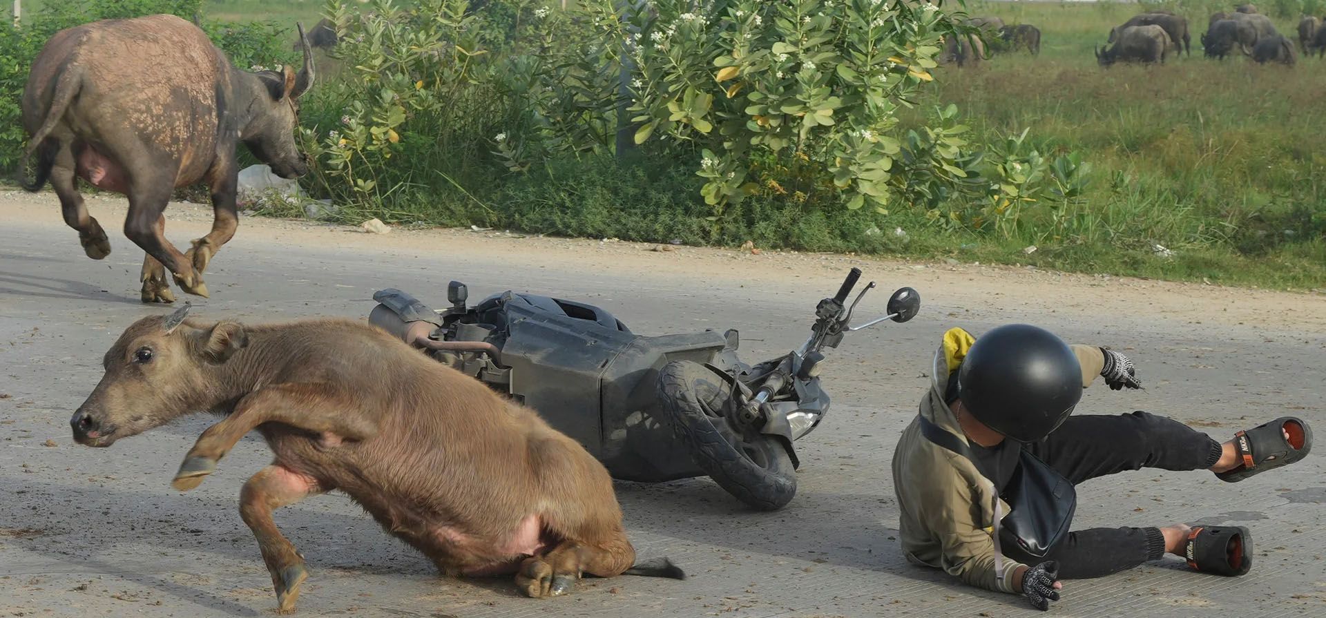 Un motociclista se desploma en la carretera después de atropellar a un búfalo de agua en su camino al trabajo, Phnom Penh, Camboya. Fotografía: Heng Sinith/AP Un motociclista se desploma en la carretera después de atropellar a un búfalo de agua en su camino al trabajo, Phnom Penh, Camboya. Fotografía: Heng Sinith/AP