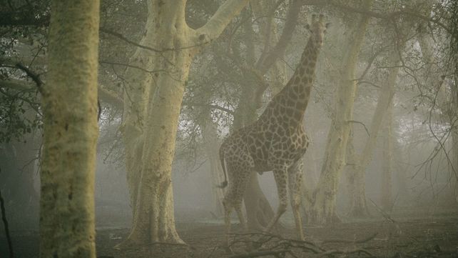 National Geographic presentó sus mejores fotografías de vida salvaje