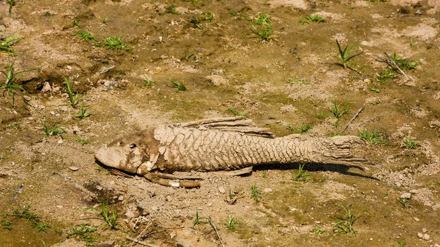 Disecado por falta de agua y extremo calor