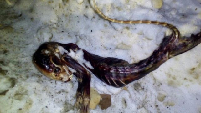 ¿Es un chupacabras? Hallaron el cuerpo de un animal desconocido
