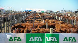 Agroactiva Ganadera: una muestra del buen momento del sector