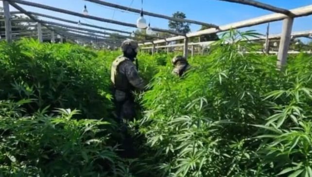 Plantación de marihuana. Allanaron un predio de varias hectáreas en el kilómetro 19 de la ruta provincial N° 1 en Arroyo Leyes.