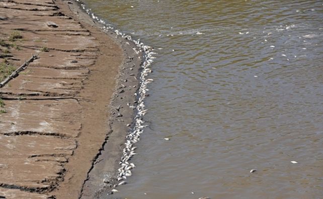 sin vida. En el río