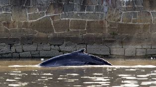 Apareció una ballena entre las embarcaciones en Puerto Madero y atrajo a miles de curiosos