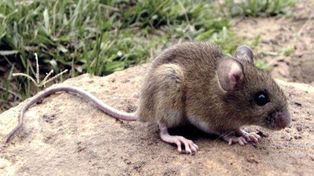Alerta por un caso de hantavirus y otro de leptospirosis en Rosario