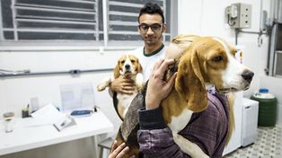 Rescataron a 200 perros de un laboratorio