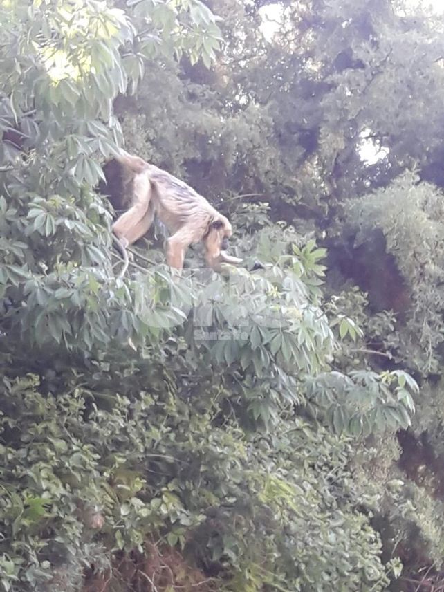 Un mono carayá sorprendió a los vecinos de Villa California