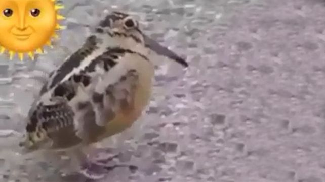El pajarito viral, al ritmo de Despacito