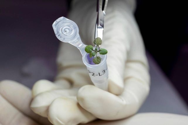 Las plantas germinaron y crecieron en suelo traído de la Luna.&nbsp;