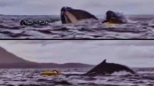 La ballena lo expulsó y el joven regresó a la superficie.
