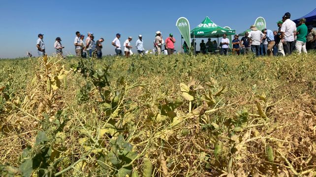 El año de la arveja: la nueva revolución verde
