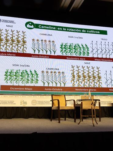 Más allá del trigo: nuevas opciones para diversificar la estrategia