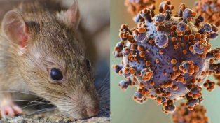 Hantavirus: fumigadora de Paraná recibe más de 120 llamados al mes