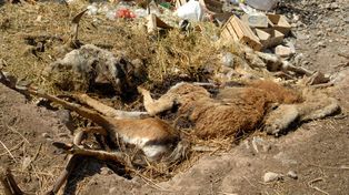 Al menos 370 ejemplares murieron en un año y medio de abandono
