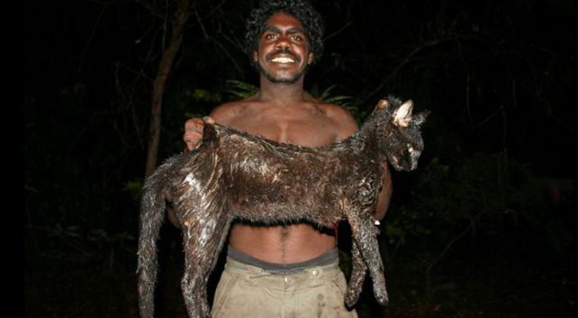 Peligro. Los gatos salvajes australianos alcanzan gran tamaño y son feroces. Son considerados una plaga.