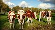 Test portátil y rápido para detección de la tuberculosis bovina