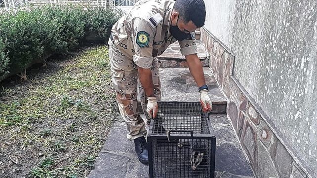 Paraná: ante la aparición de comadrejas en viviendas familiares piden no matarlas