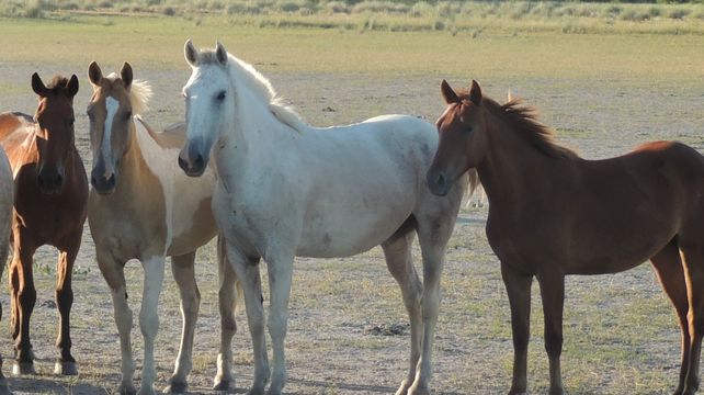 Ante la situación se llevan adelante medidas sanitarias inmediatas de contención ante posibles brotes de encefalomielitis equina