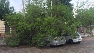 Dos autos quedaron atrapados por un árbol