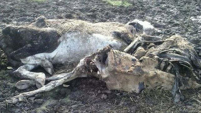 Vecinos de Arroyo Seco denuncian las misteriosas muertes de animales en un campo