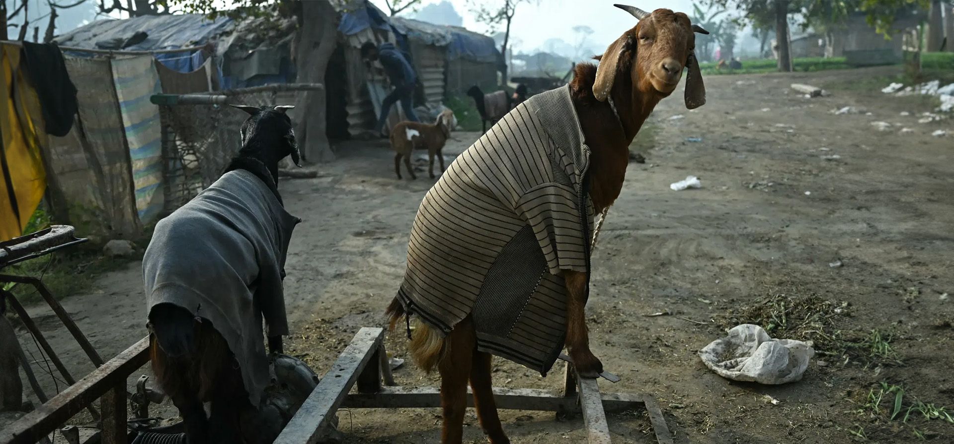 Cabras cubiertas con tela son atadas junto a una cabaña en una fría mañana de invierno, Delhi, India. Fotografía: Arun Sankar/AFP/Getty Images Cabras cubiertas con tela son atadas junto a una cabaña en una fría mañana de invierno, Delhi, India. Fotografía: Arun Sankar/AFP/Getty Images