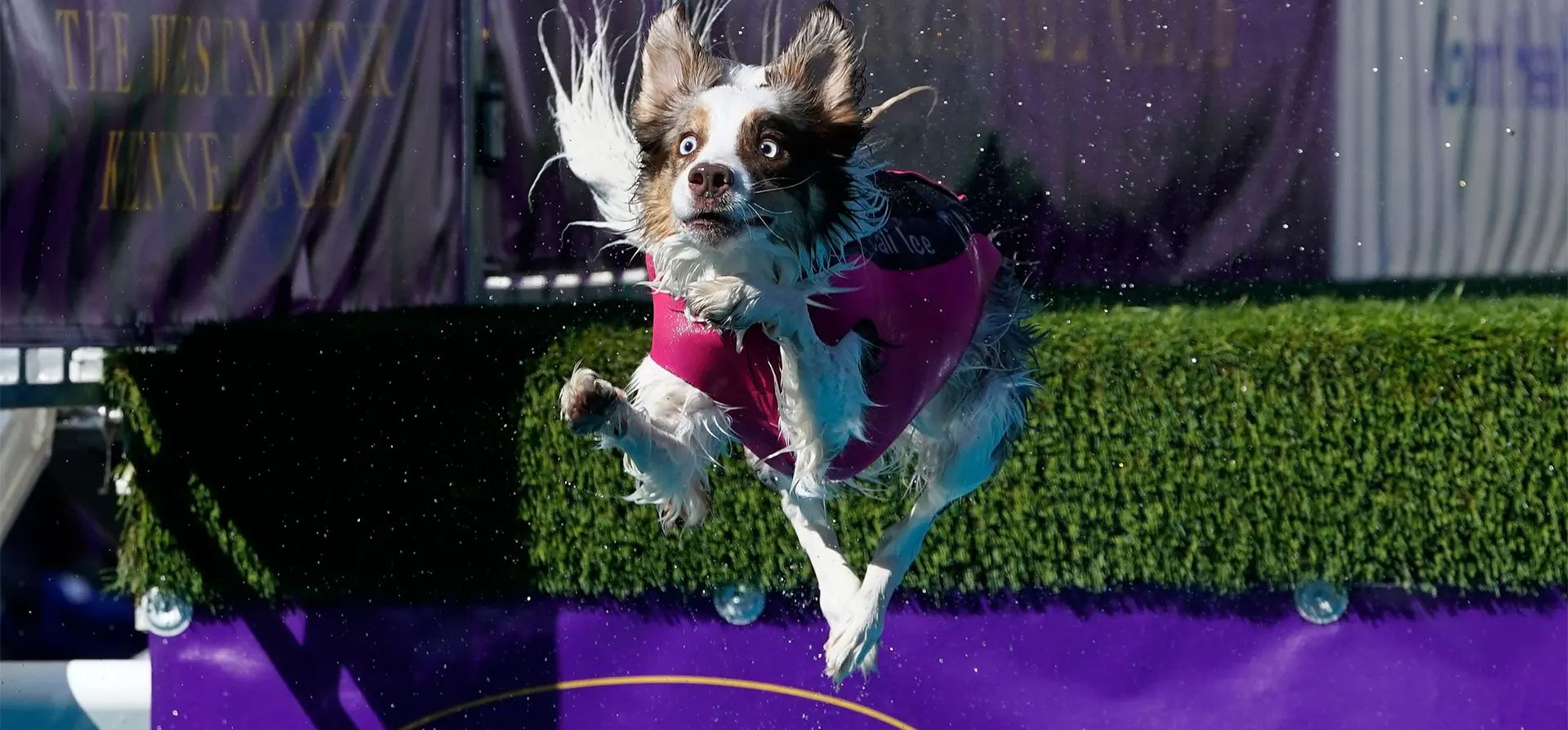 Un perro salta en el Westminster Kennel Club Dog Show en Nueva York. Fotografía: Timothy A Clary/AFP/Getty Images