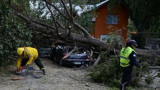 Trabajan en la prevención de caída de árboles en Bariloche
