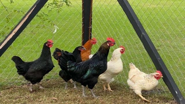 Juliana Awada le dio de comer a las gallinas y la imagen se hizo viral en las redes