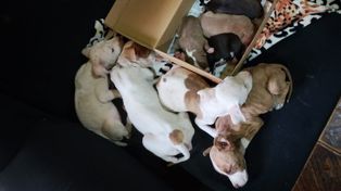 Zona sudoeste: rescataron a 13 perros en mal estado y arrestaron a una mujer