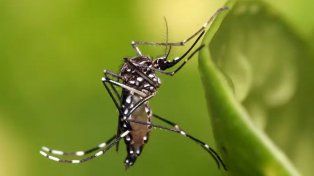 Dengue y el frío: virólogo santafesino indicó que por debajo de los 14° C el mosquito no se reproduce