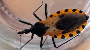 Chagas en Entre Ríos: la conexión con provincias vecinas exige mantener la alerta sanitaria