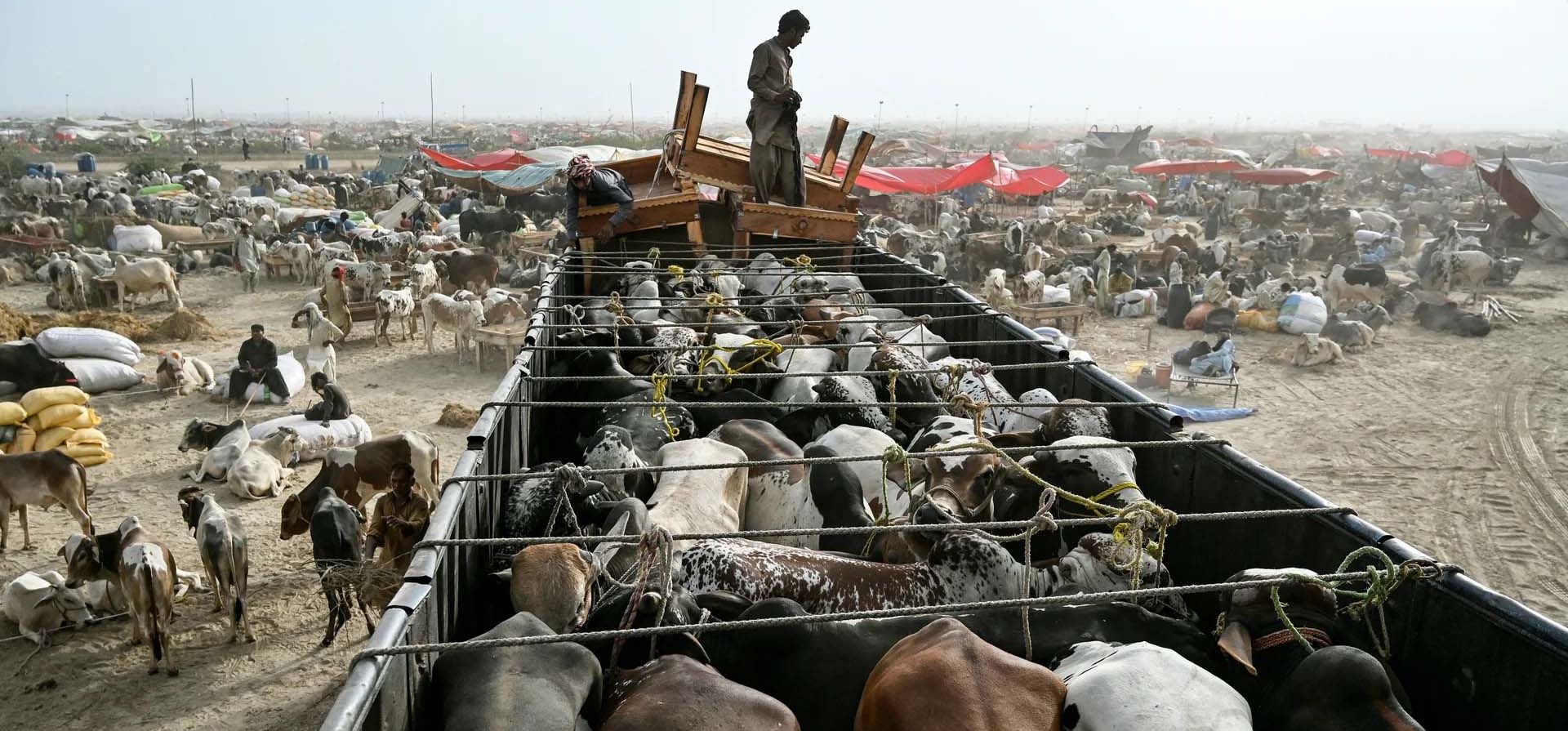 Los vendedores de ganado descargan ganado de un camión en un mercado antes de la festividad musulmana de Eid al-Adha, Karachi, Pakistán. Fotografía: Asif Hassan/AFP/Getty Los vendedores de ganado descargan ganado de un camión en un mercado antes de la festividad musulmana de Eid al-Adha, Karachi, Pakistán. Fotografía: Asif Hassan/AFP/Getty