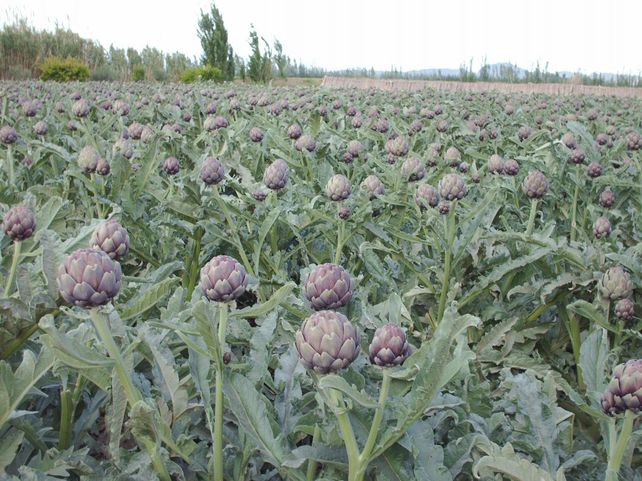 El alcaucil fue centro de una jornada que reunió a productores