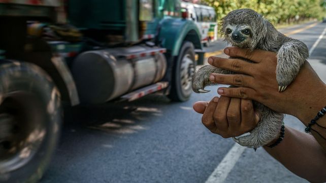 Oropouche, el virus detectado en América Latina, ya produjo las primeras muertes