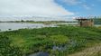 La crecida del Paraná cambia el paisaje de la laguna Setúbal: los camalotes vuelven a aferrarse al viejo puente ferroviario